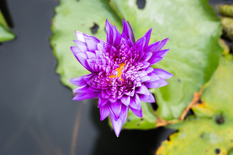 Lotus in pond stock image. Image of season, bloom, blooming 191896307