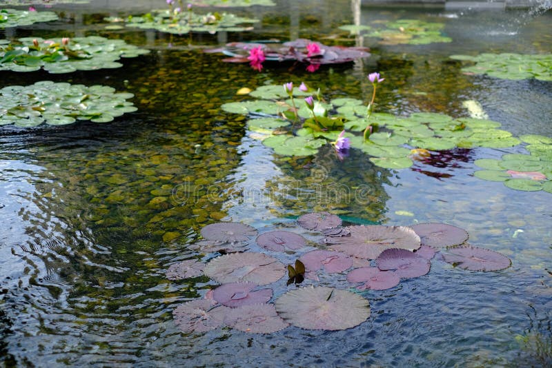 Lotus pond stock photo. Image of flower, lotus, lotusflowerinthepond