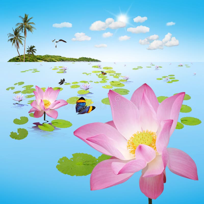 Lotus pond with island stock photo. Image of blossom 39964108