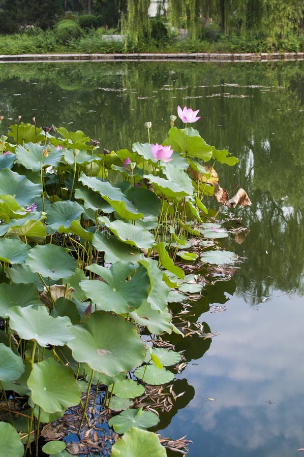 Lotus pond stock photo. Image of waterfront, pond, garden 33254468