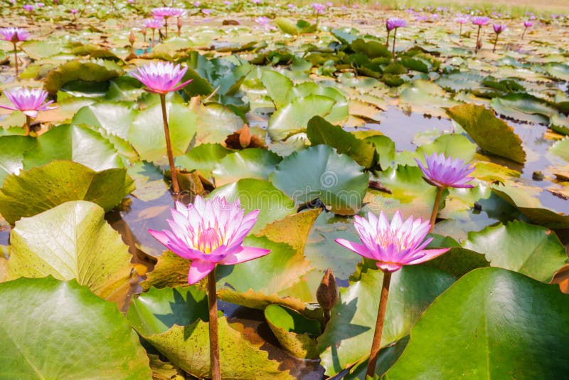 Vietnam Travel, Mekong Delta, Lotus Pond Stock Image Image of lotus