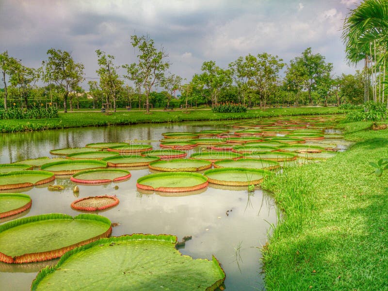 Lotus pond stock image. Image of lotus, garden, thailand 45110097