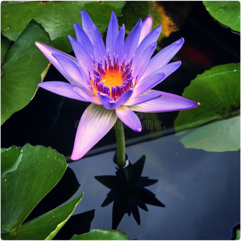 Lotus Rising stock image. Image of lotus, beautiful, phoenix 74444719