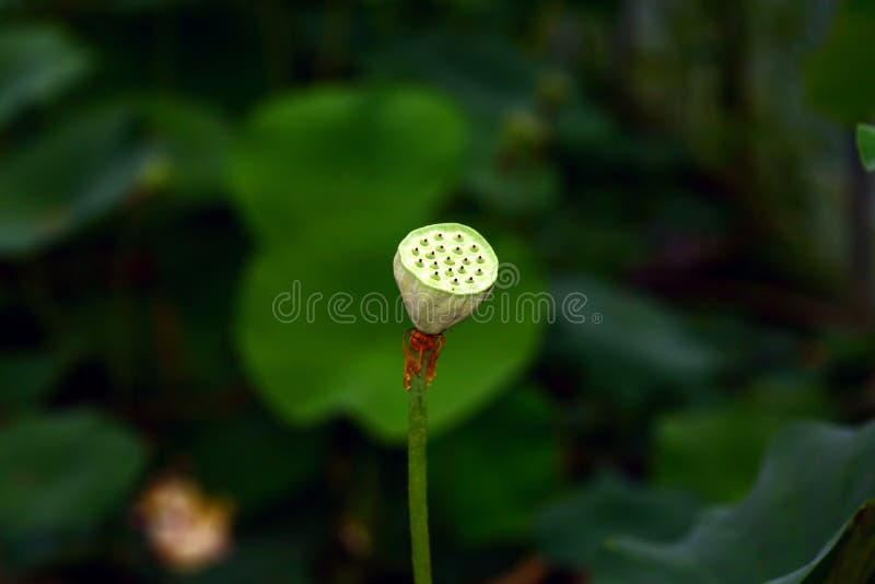 Lotus Root stock photo. Image of nature, thread, tree 82421634