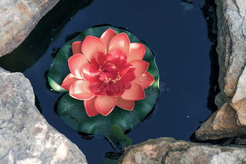 Lotus rosa in un primo piano artificiale dello stagno immagini stock Lotus rosa in un primo piano artificiale dello stagno immagini stock