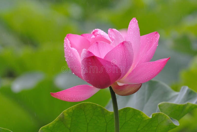 Lotus rose sous la pluie