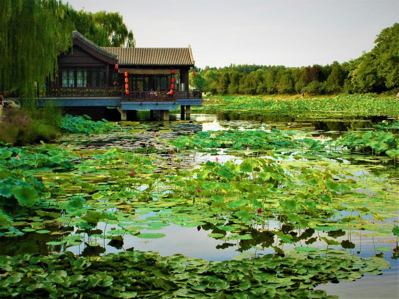 Lotus, See, Natur, Umwelt und traditionelles chinesisches Haus lizenzfreies stockbild Lotus, See, Natur, Umwelt und traditionelles chinesisches Haus lizenzfreies stockbild