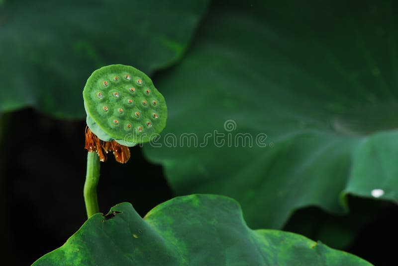 Lotus flower stock image. Image of closeup, blossom, leaves 19597357
