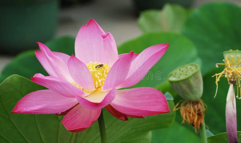 Lotus and seed