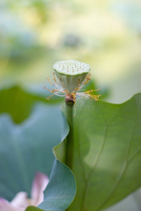 A Lotus Seed Head , Lotus Flower Head Stock Image Image of petal