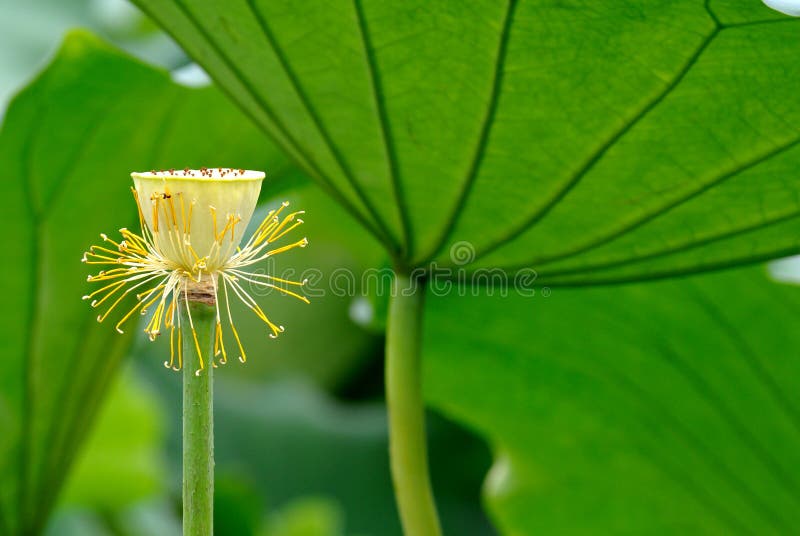 Lotuszaadpeul stock fotografie