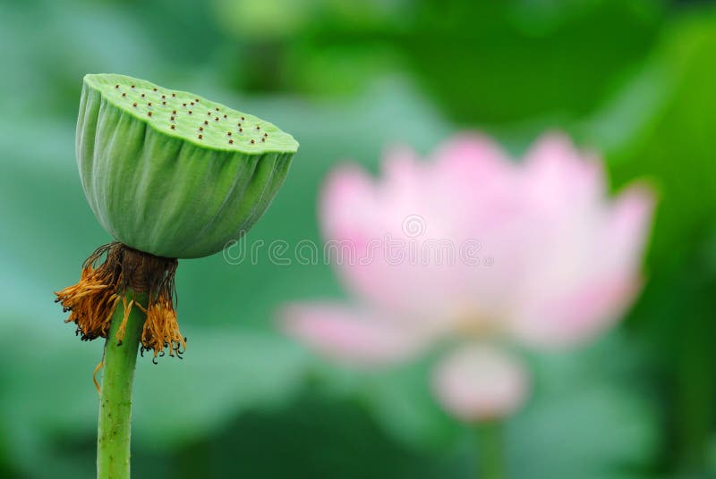 Lotuszaadpeul royalty-vrije stock fotografie