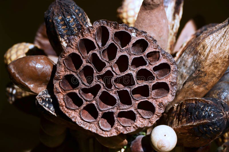 Lotus seed pod eye stock photo. Image of seed, exotic 60917592