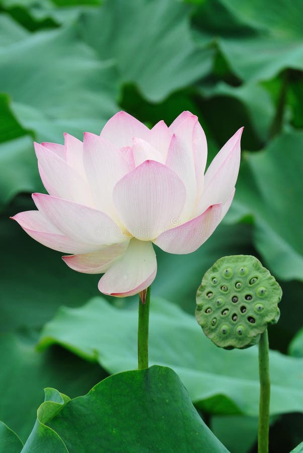 Lotuszaadpeul met bloem royalty-vrije stock fotografie
