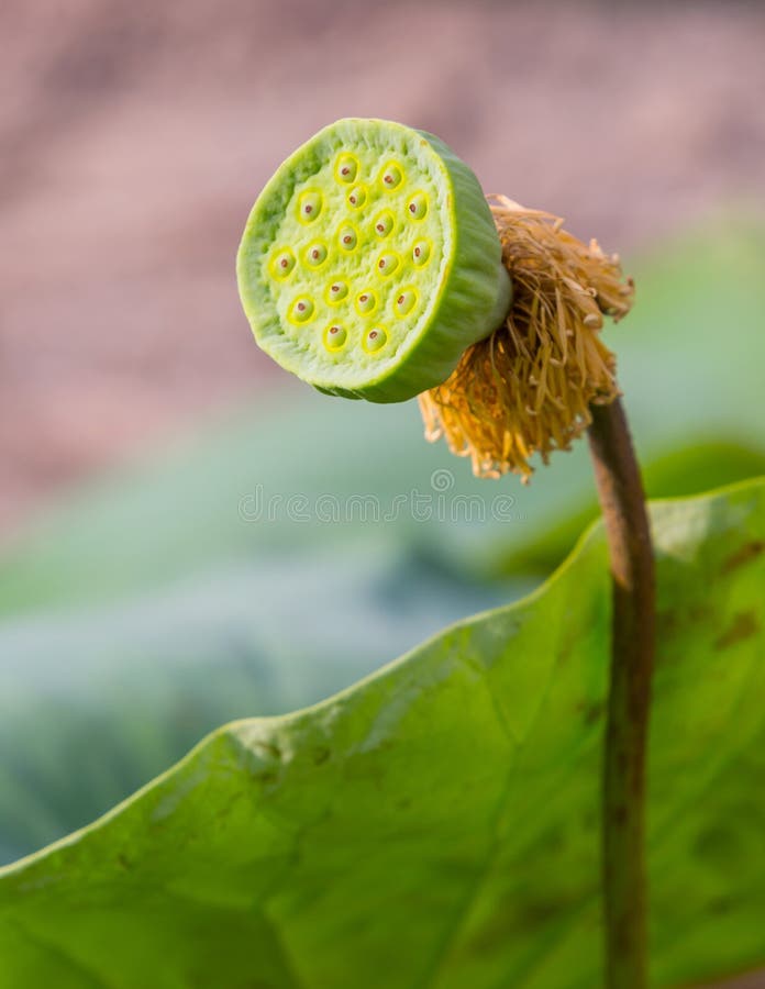 Lotus seed pod