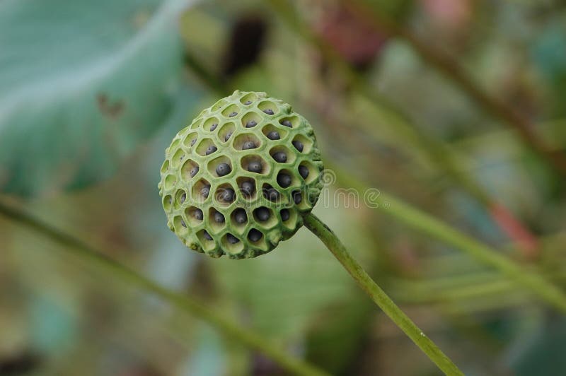 Lotus seed in the pond royalty free stock images