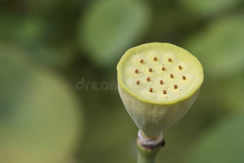 Lotus Seeds royalty free stock photos