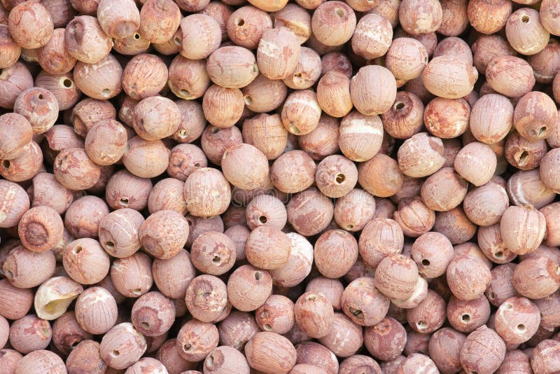 Lotus seeds stock image. Image of produce, background 25280297