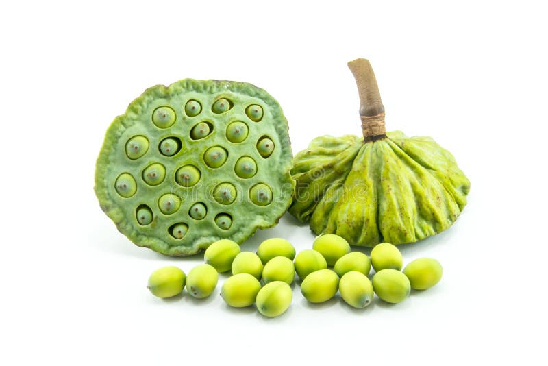 Lotus seed in pod stock image. Image of macro, group 28173825