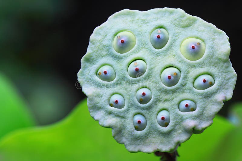 Lotus seeds green stock image. Image of lake, asia, background - 23814243