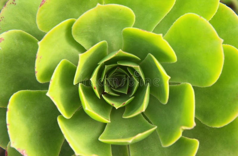 Lotus Shaped Plant arkivbild Lotus Shaped Plant arkivbild