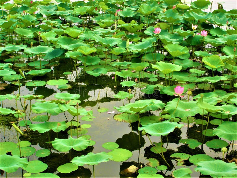 Lotus, sjö, natur, miljö och skönhet royaltyfria foton Lotus, sjö, natur, miljö och skönhet royaltyfria foton