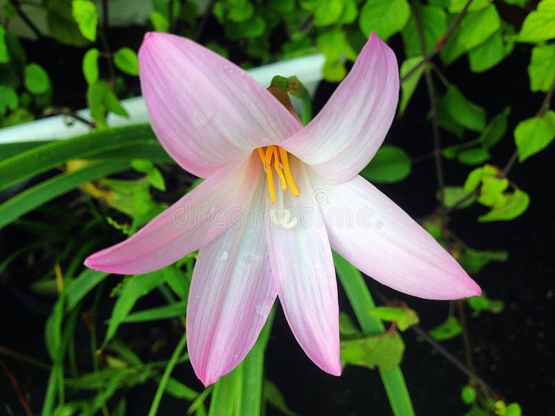 Lotus Soil,Lotus Pollen Soil Stock Photo Image of detail, comfortable