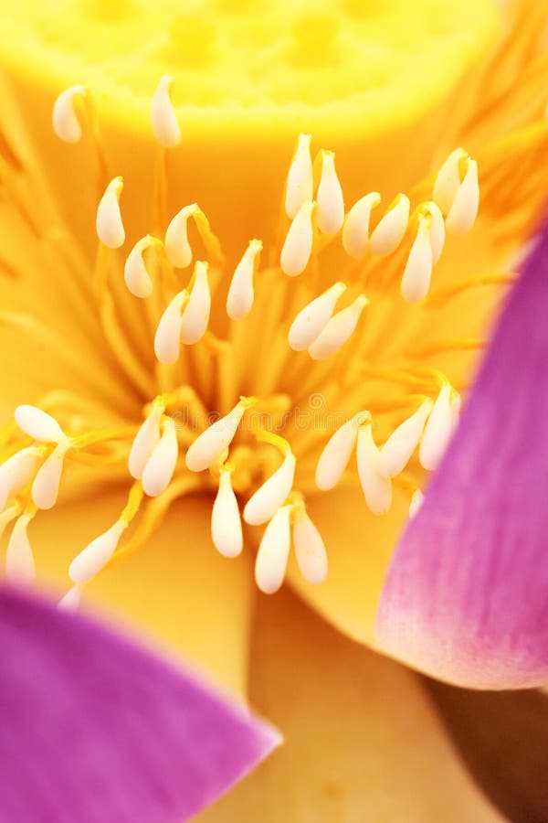 Image result for lotus stamen