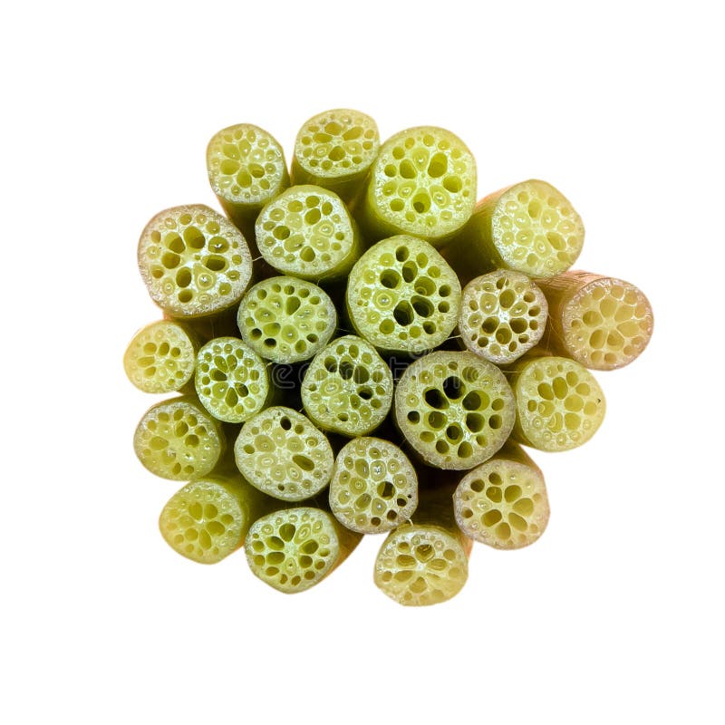 Isolated Lotus on the stem stock photo. Image of mysterious 23840114