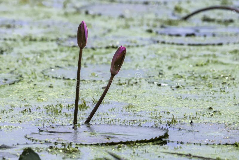 Lotus stem stock photo. Image of wildlife, branch, green 226535100