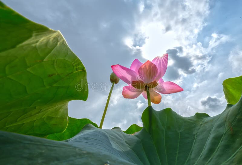Lotus is stretched to the sky royalty free stock photo Lotus is stretched to the sky royalty free stock photo