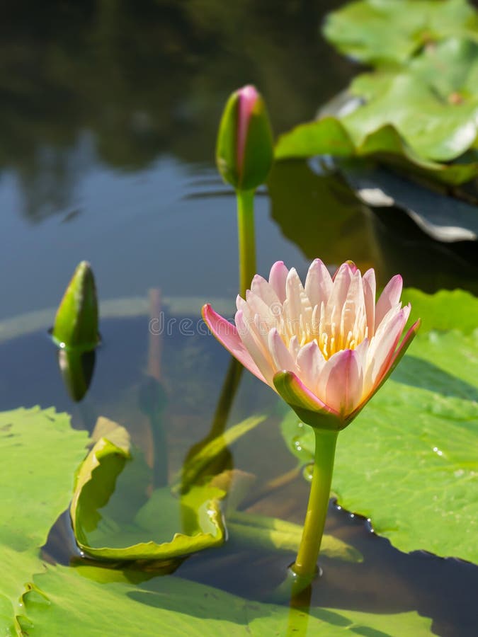 Lotus with sunshine in the morning