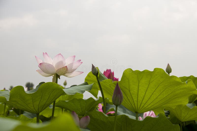 Lotus