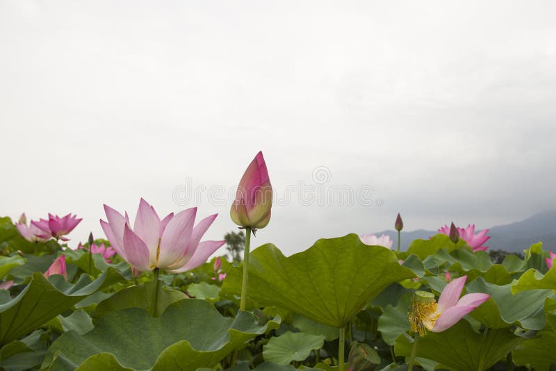 Lotus