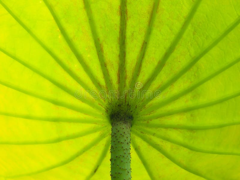 Lotus Umbrella stock photo. Image of fresh, nature, vibrant 9824986