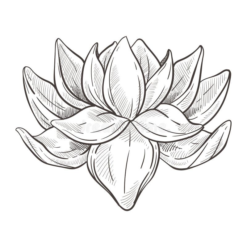 Wild Oriental Flower or Lotus Blossom Isolated Sketch Stock Vector ...