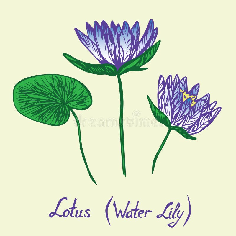 Lotus Water Lily-Blumen und -blätter eingestellt, mit Aufschrift stock abbildung Lotus Water Lily-Blumen und -blätter eingestellt, mit Aufschrift stock abbildung