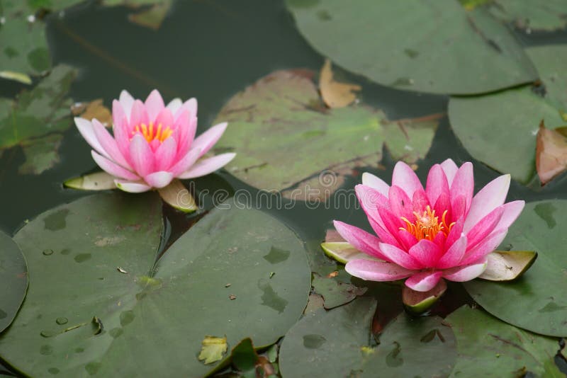 Lotus water lily flower. Pink Lotus water lily flower royalty free stock photography