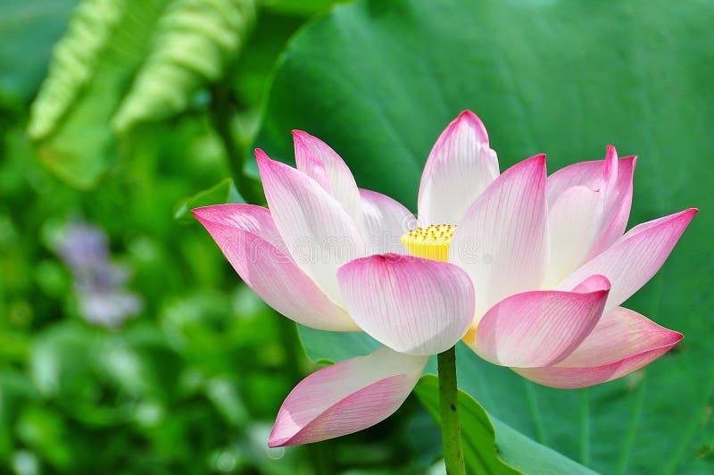 Lotus Flower Rising in the Sun Stock Photo - Image of buddha, bright ...