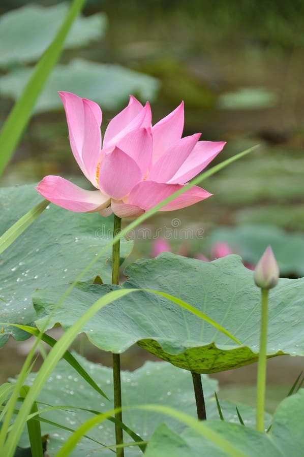 Lotus is the water plant. It has broad floating leaves and bright fragrant flowers. The leaves and flowers float and have long stems that contain air spaces. It has many petals overlapping in the symmetrical pattern. Overlapping lotus stock images, royalty-free photos and pictures