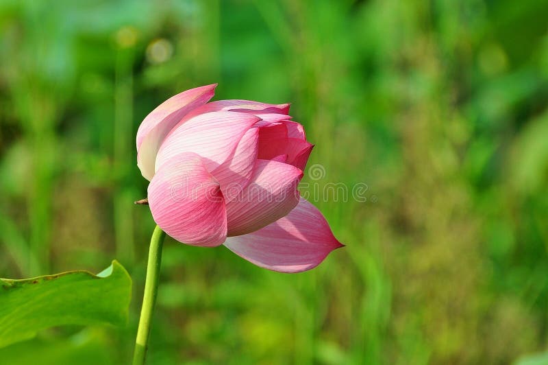 Lotus is the water plant. It has broad floating leaves and bright fragrant flowers. The leaves and flowers float and have long stems that contain air spaces. It has many petals overlapping in the symmetrical pattern. Overlapping lotus stock images, royalty-free photos and pictures