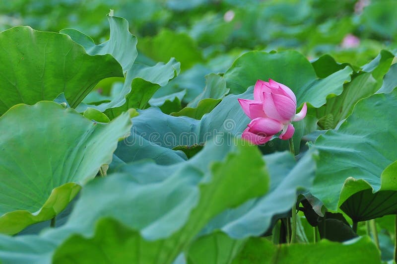 Lotus is the water plant. It has broad floating leaves and bright fragrant flowers. The leaves and flowers float and have long stems that contain air spaces. It has many petals overlapping in the symmetrical pattern. Overlapping lotus stock images, royalty-free photos and pictures