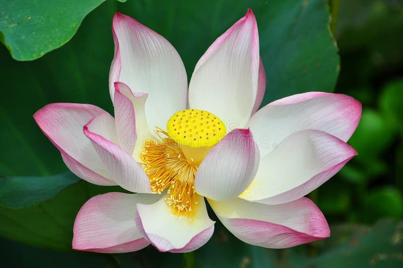Lotus is the water plant. It has broad floating leaves and bright fragrant flowers. The leaves and flowers float and have long stems that contain air spaces. It has many petals overlapping in the symmetrical pattern. Overlapping lotus stock images, royalty-free photos and pictures