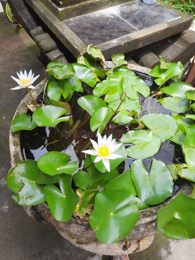 Lotus on Water Shoot from High Angle Stock Image Image of blossom