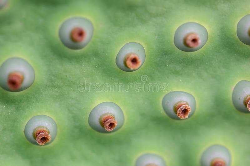 Lotus-zaad stock foto's