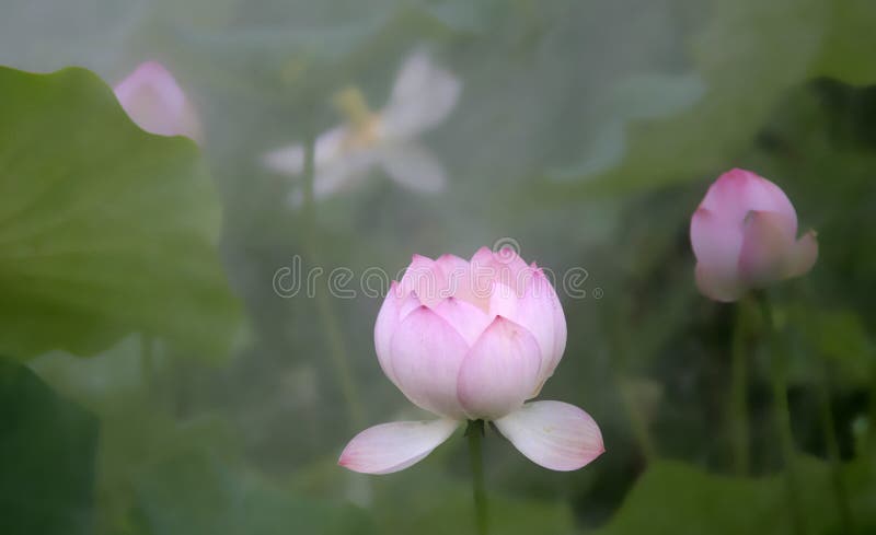 Lotus στην υδρονέφωση πρωινού στοκ εικόνες με δικαίωμα ελεύθερης χρήσης Lotus στην υδρονέφωση πρωινού στοκ εικόνες με δικαίωμα ελεύθερης χρήσης