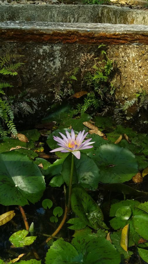 Lotus стоковая фотография rf