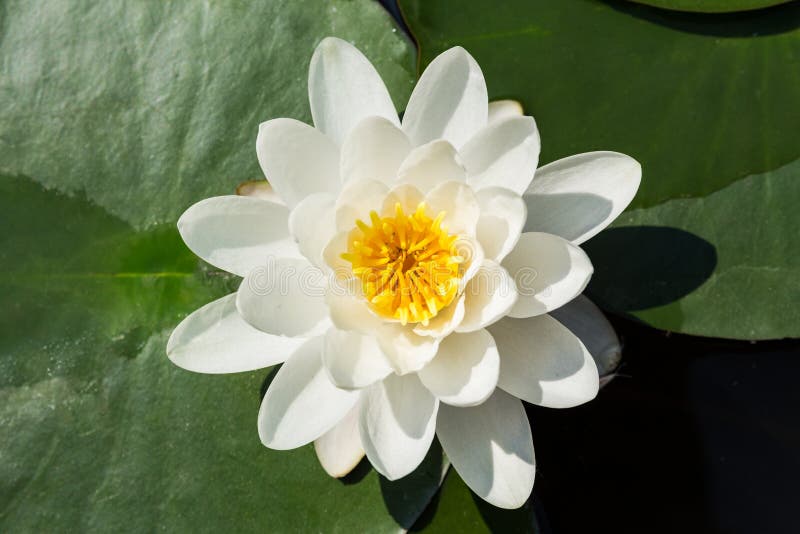 Lotusblomma i damm N?ckrors royaltyfri bild Lotusblomma i damm N?ckrors royaltyfri bild