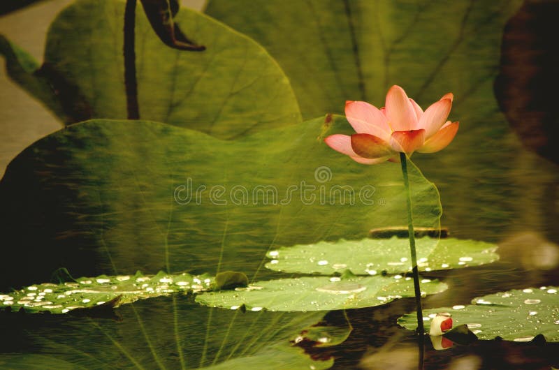 The lotuses in the lake