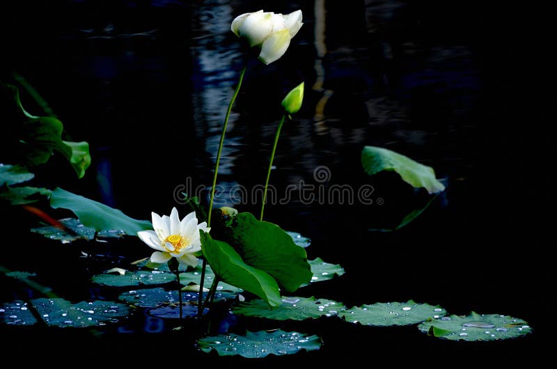 The lotuses in the lake